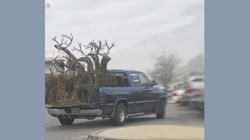 gallery image of Tulsita