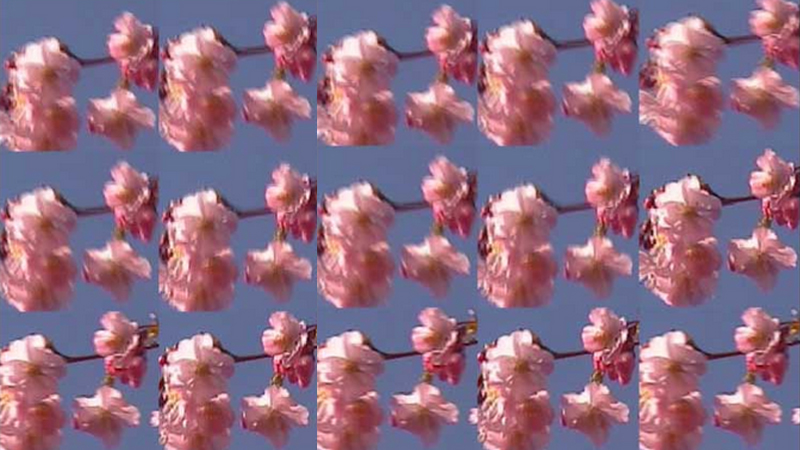 gallery image of A Bouquet for Regina Celia Pinto