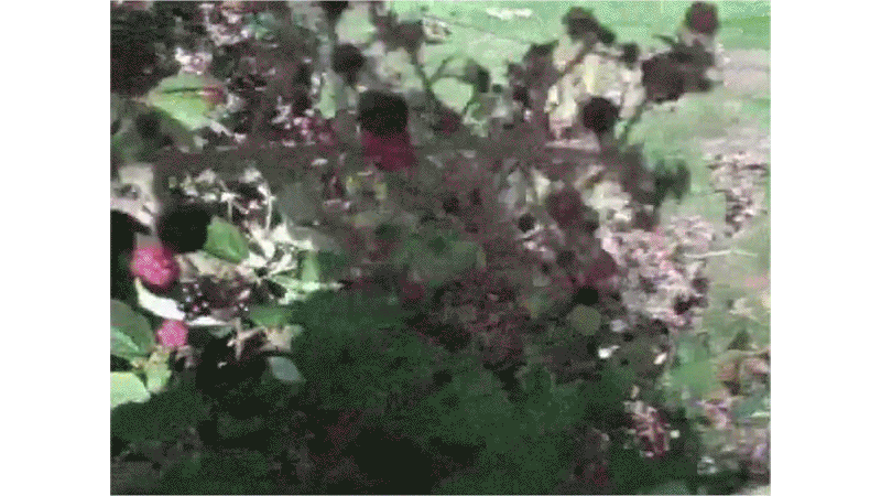 gallery image of Bramble Jelly