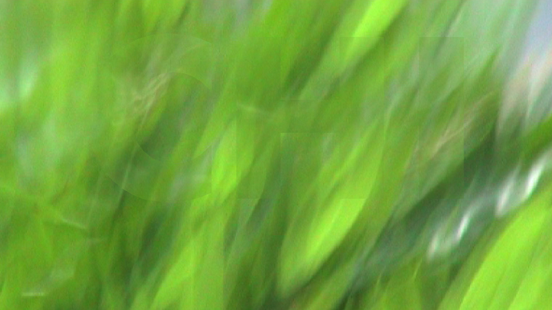 gallery image of bamboo