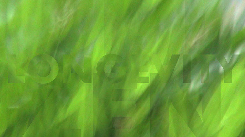 gallery image of bamboo