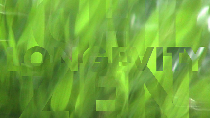 gallery image of bamboo