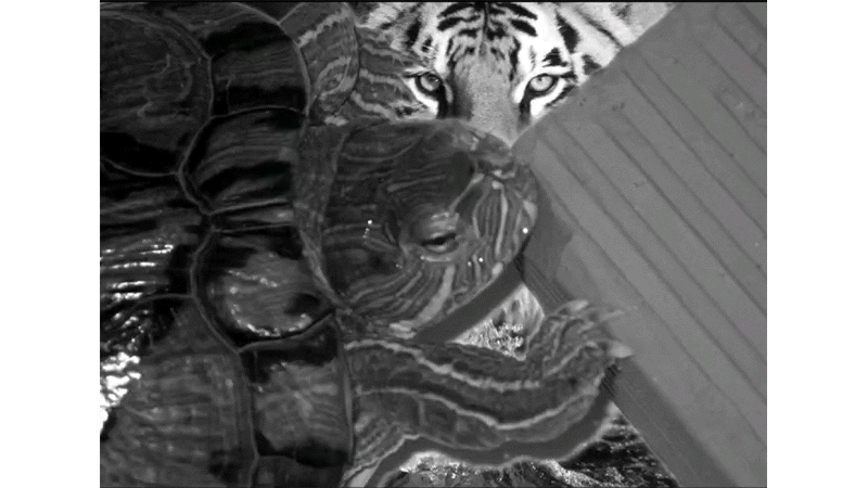 gallery image of the code of tiger skins and tortoise shells. . . . .