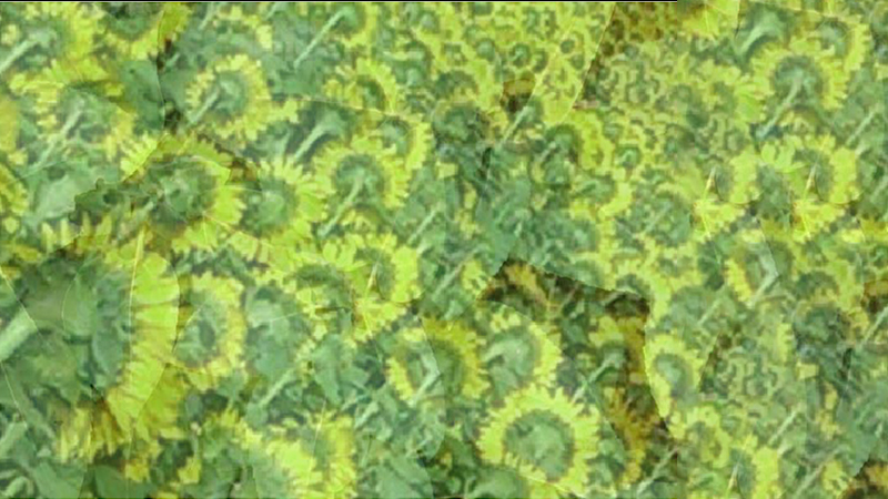 gallery image of Sunflowers on Quaker Church Road