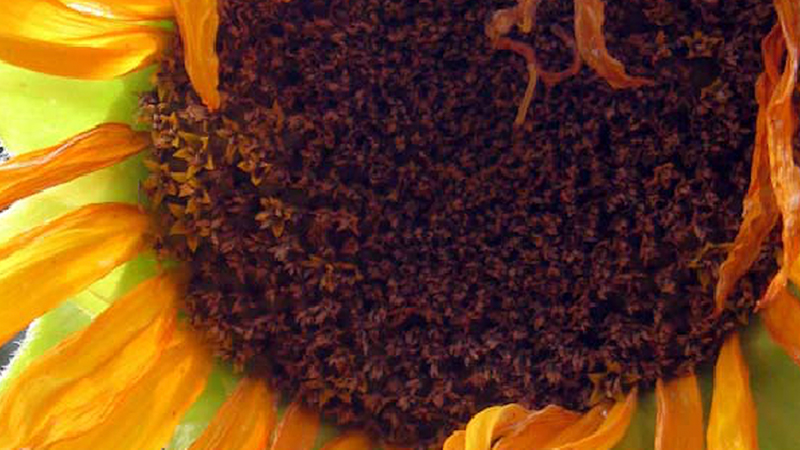 gallery image of Sunflowers on Quaker Church Road