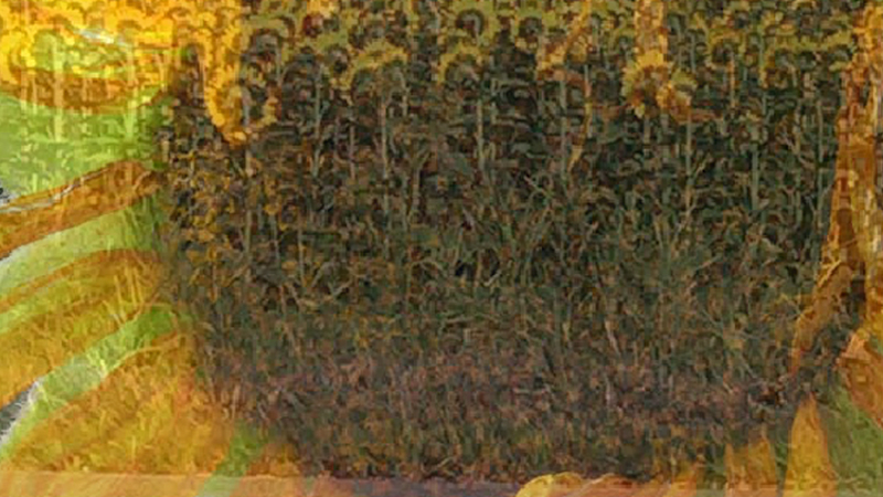 gallery image of Sunflowers on Quaker Church Road