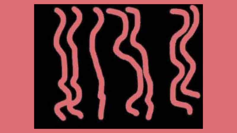 gallery image of La cravate et le raton laveur