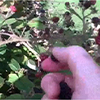 thumbnail image of work