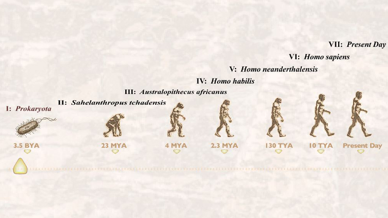 gallery image of The Human Mystery