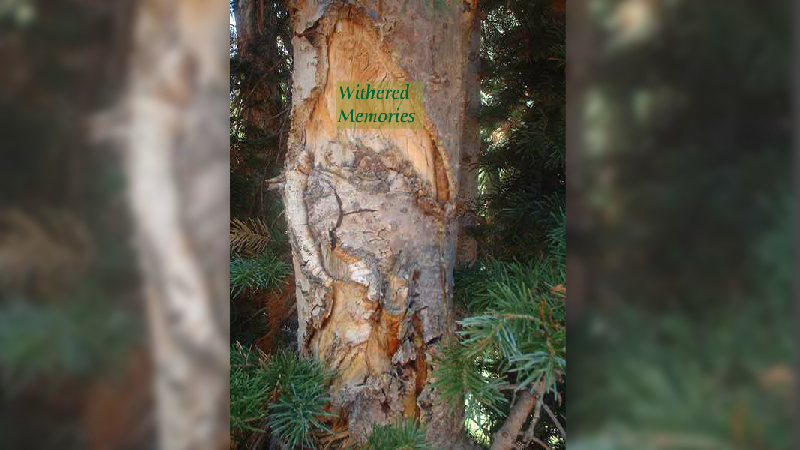 gallery image of Tree Woman